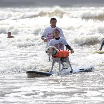 Surfboards for dogs? Yep, we can do that.