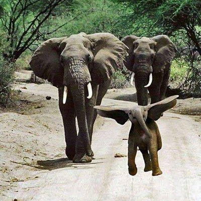 .I saw a peanut stand, heard a rubber bandAnd seen a needle wink its eyeBut I be done seen about everythingWhen I see an elephant fly.........#circleonesurfco