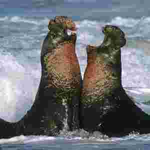 Elephant Seals having a spat over whose right of way it is.